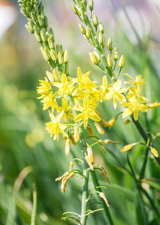 Bulbine frutescens Avera Sunset Yellow